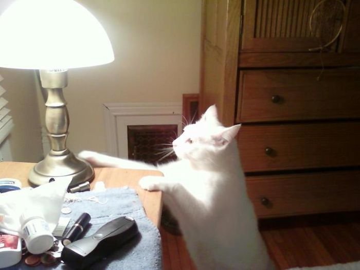 Фото о том, что наглости котов нет предела Фото о том, что наглости котов нет предела