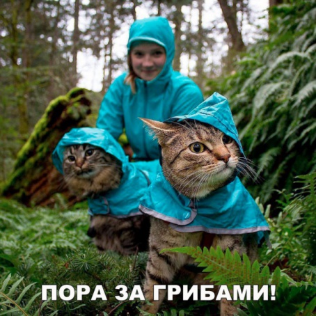 Веселые истории 