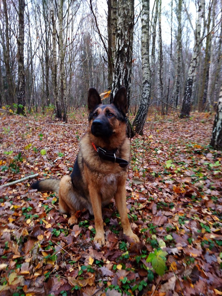 пёс на прогулке