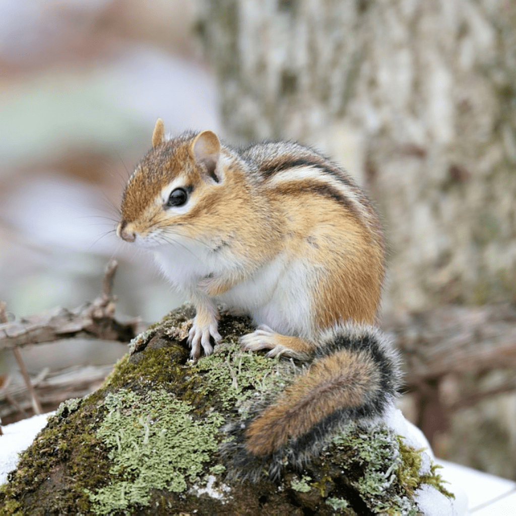 Бурундук Лесной