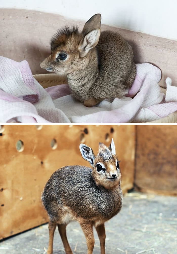 Baby Dik-Dik