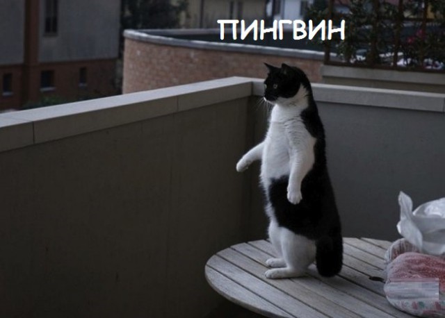 Такие разные и забавные котики Такие разные и забавные котики
