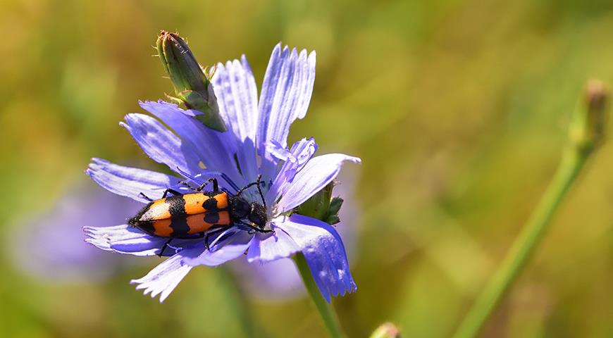 Майский жук в саду и на тарелке: все секреты энтомофагии майский жук, насекомые, необычная гастрономия, энтомофагия