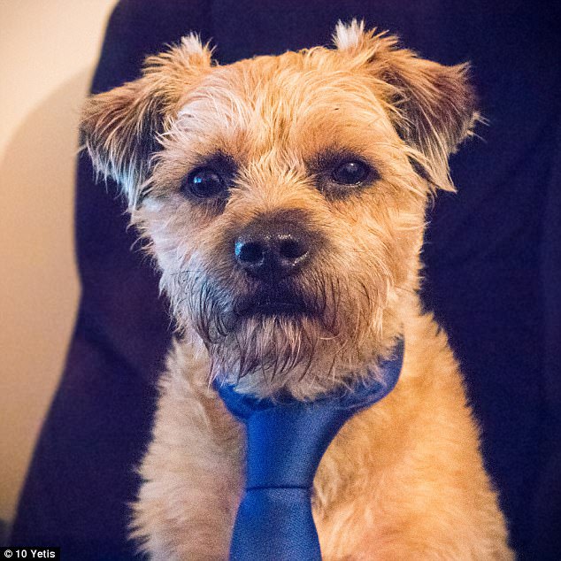 Dexter the terrier looks adorable in his silk tie as he poses for his office photo. Dexter takes on the role of 