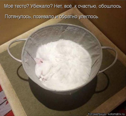 Лучшая котоматрица недели смешные картинки