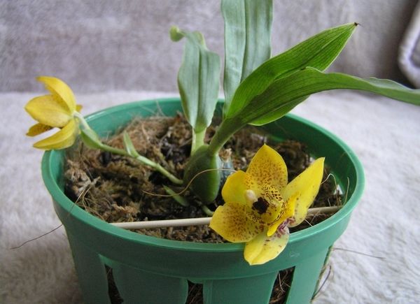 Орхидея Променея отличается своей миниатюрностью