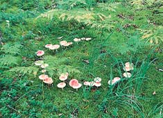 Хорошая жизнь