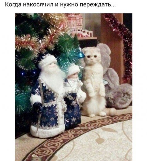 Прикольные фотомемы!