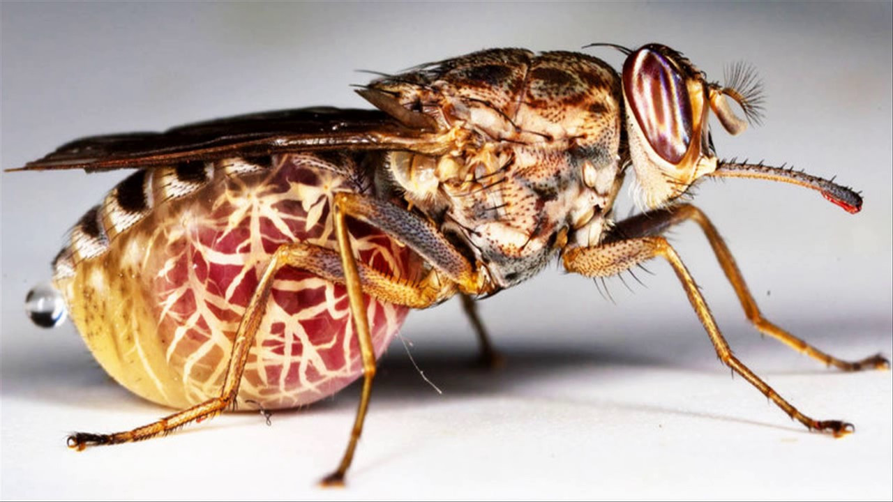 Несколько самых страшных и ядовитых насекомых в мире. Часть 1