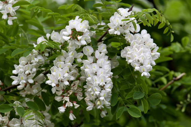 Робиния (лжеакация).