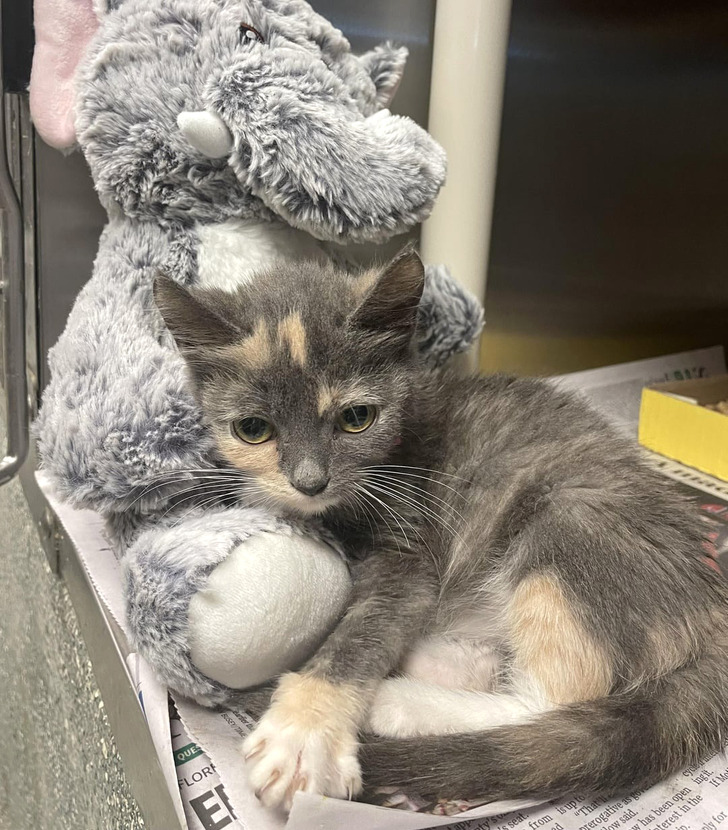 18 обитателей приюта, которые кого хочешь покорят, и моргнуть не успеешь 18 обитателей приюта, которые кого хочешь покорят, и моргнуть не успеешь