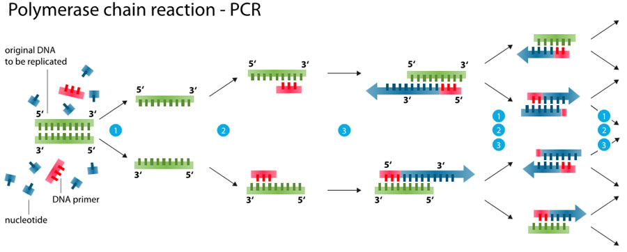 Этапы пцр картинки