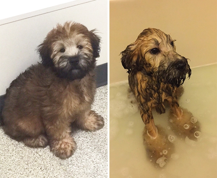 собаки до и после купания, мокрые собаки