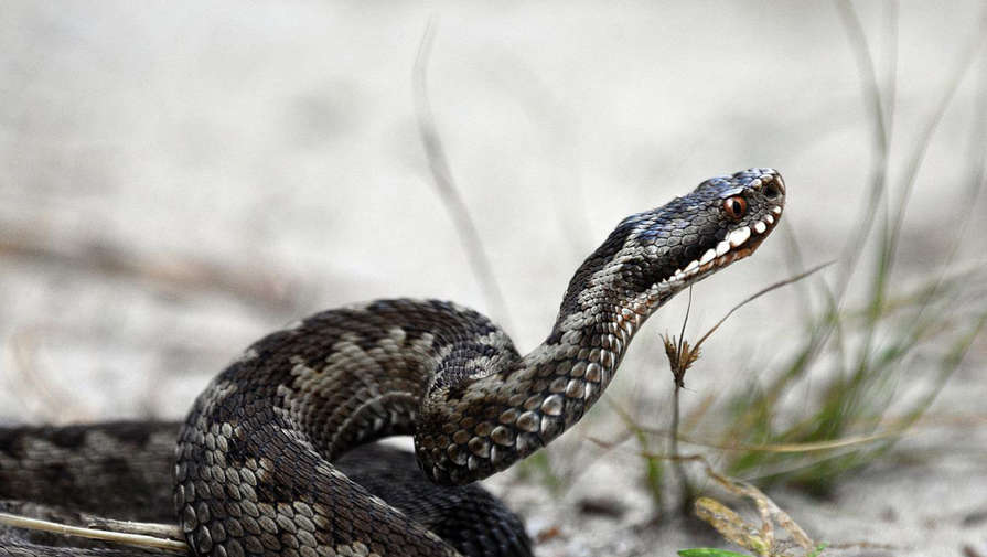 В Тюменской области подросток подвергся нападению ядовитой змеи