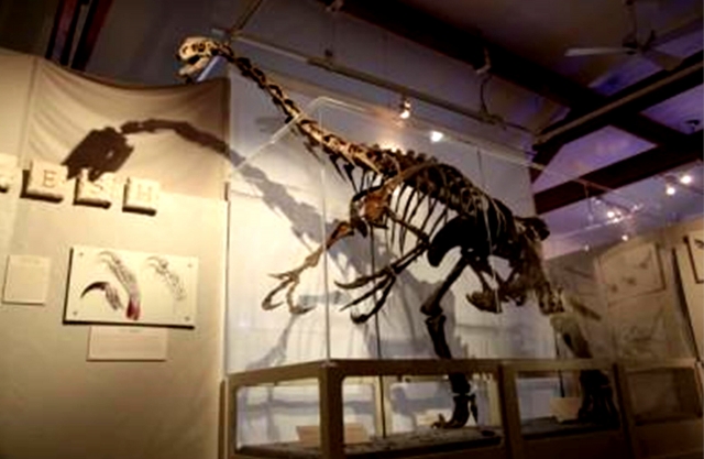 Рис. 6. Скелет теризинозавра (Therizinosaurus cheloniformis). Голова рептилии находилась на высоте 4-5 м