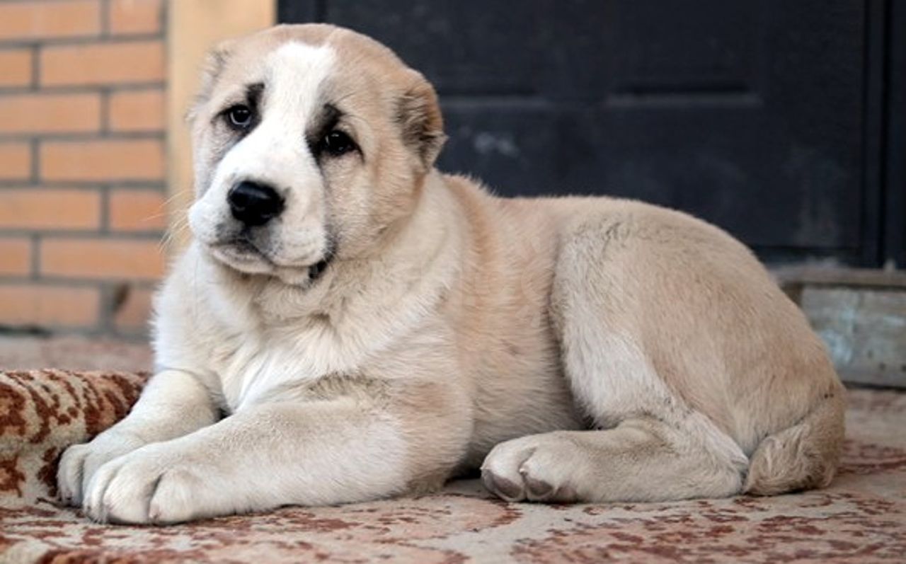 Спящий красавец...