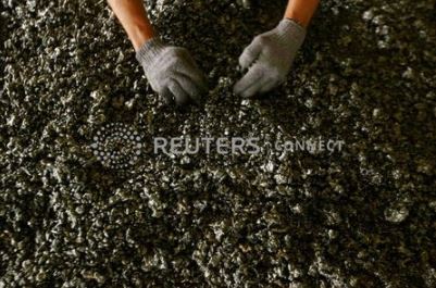 FILE PHOTO: A worker displays nickel ore in a ferronickel smelter owned by state miner Aneka Tambang Tbk at Pomala district, Indonesia, March 30, 2011. REUTERS/Yusuf Ahmad/File Photo