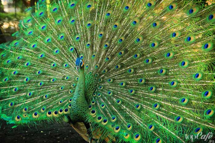 Павлин обыкновенный (индийский) - один из видов птиц самыми красивыми хвостами. CC0