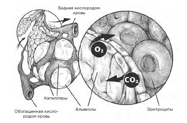 Мы должны вдыхать и выдыхать кислород, но почему? здоровье и медицина,книги