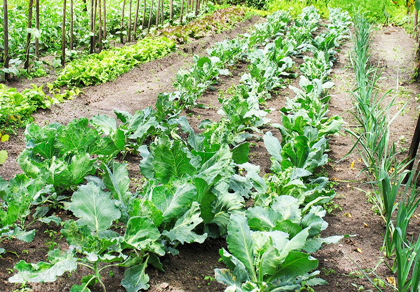 Планировка огорода — готовимся к посадке овощей на грядки