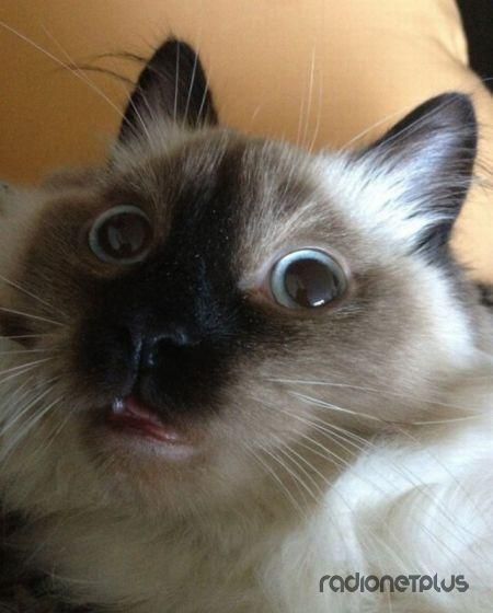 Эти смешные животные Эти смешные животные