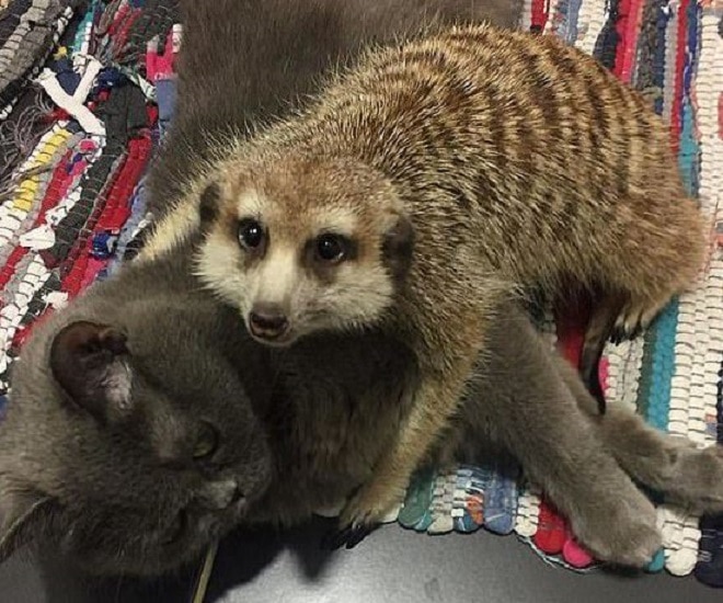 Животные обнимаются