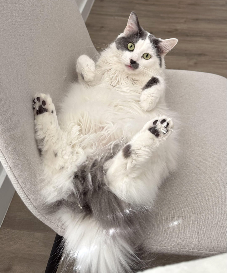 18 обитателей приюта, которые кого хочешь покорят, и моргнуть не успеешь 18 обитателей приюта, которые кого хочешь покорят, и моргнуть не успеешь