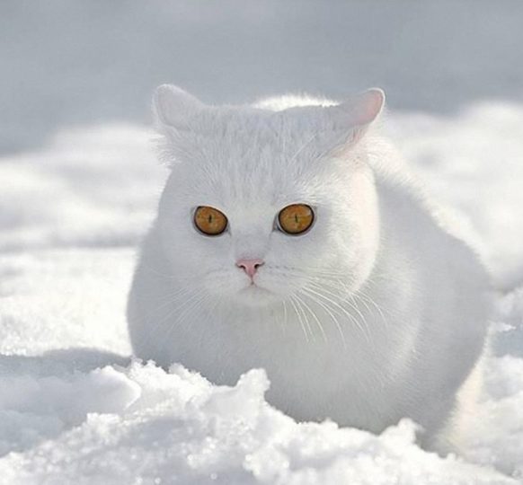 Кошка которая очень любит снег