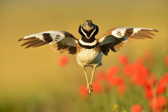 Птицы Кубани: фото и описание
