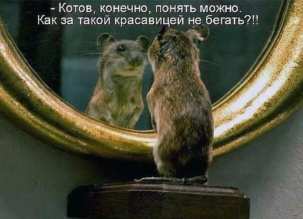 Прикольные картинки с мышкой с надписями, картинках