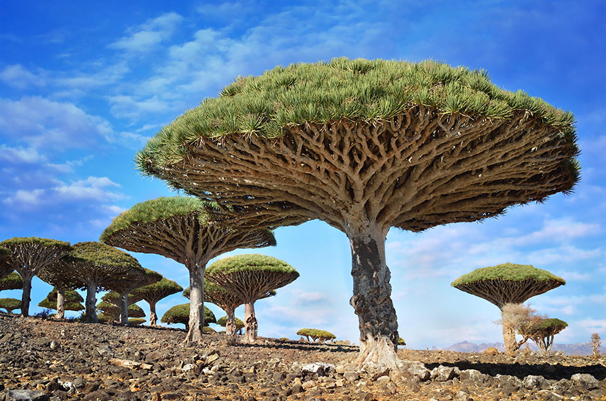 21. Деревья Dragonblood (Кровь Дракона), остров Сокотра, Йемен