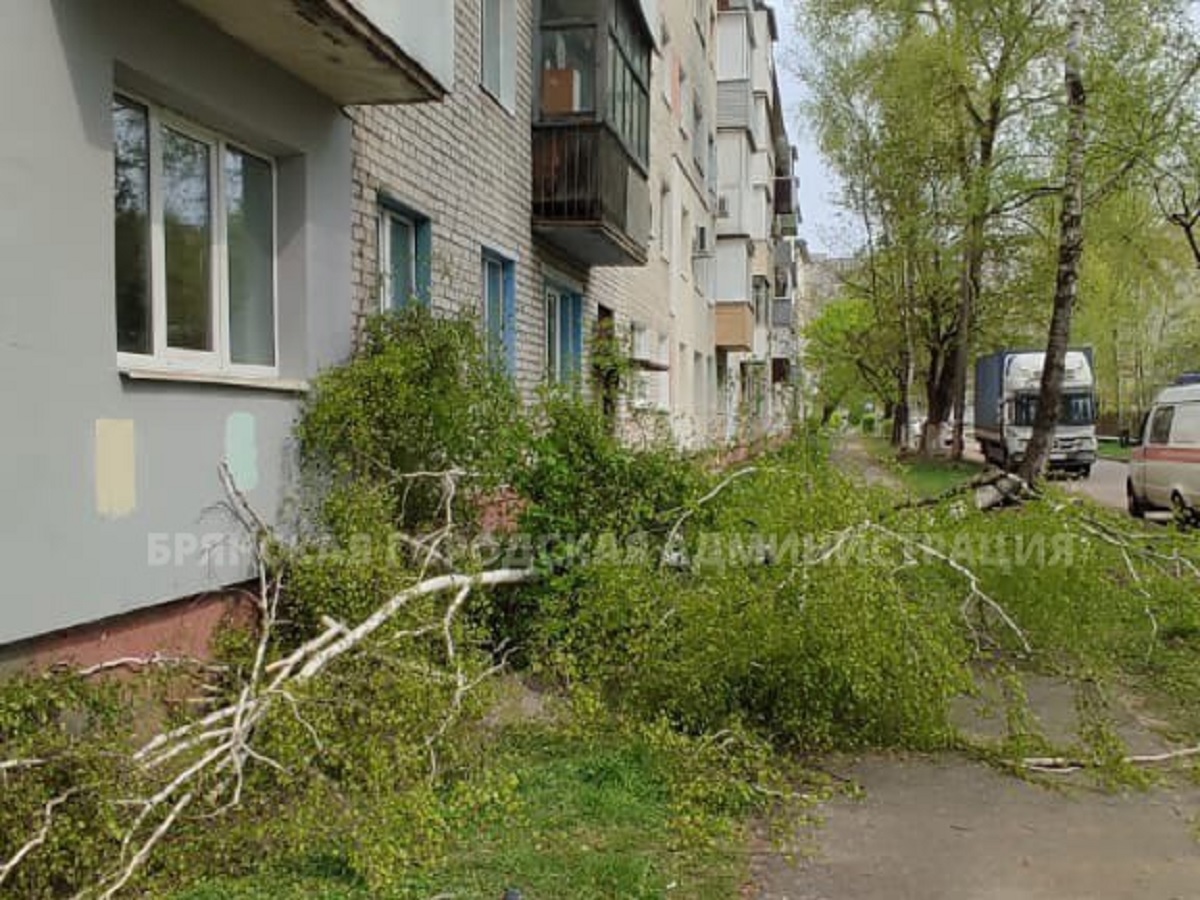 В Брянске в выходные ураганный ветер повалил 8 деревьев