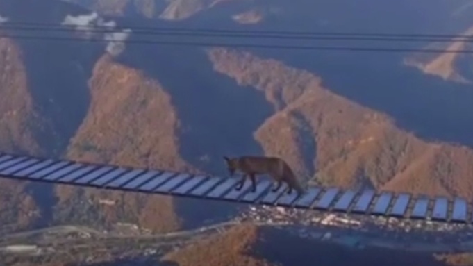 Листа на мосту / Кадр из видео: Kub Mash 