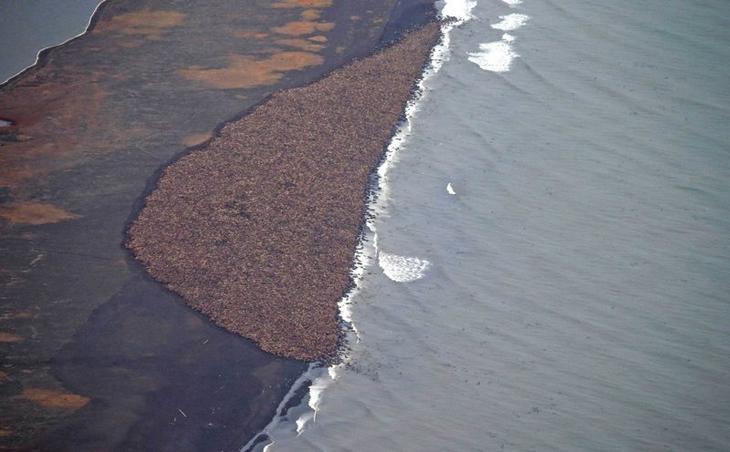 35000 моржей на берегу в Пойнт Лей, Аляска Забавные фото, животные, мимишность