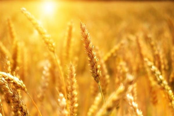 Россия готова в этом сельхозгоду поставить на мировые рынки свыше 50 млн тонн зерновых