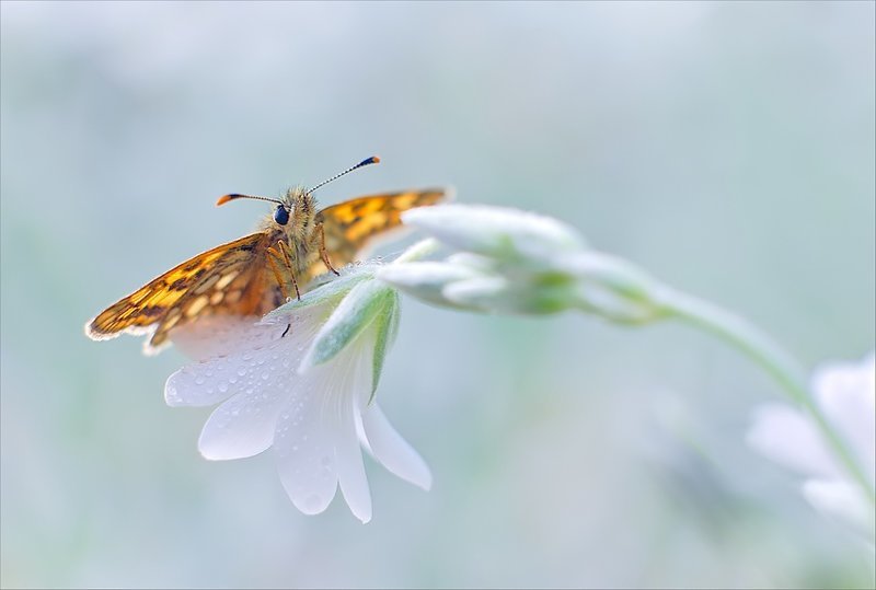 Красивые и веселые Букашки букашки, красивые, насекомые, природа