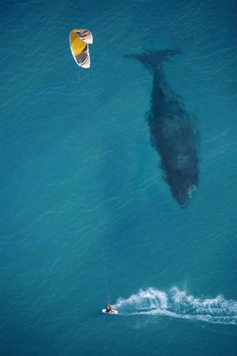 kite-surfing-with-whale-below-aerial-shot-from-above