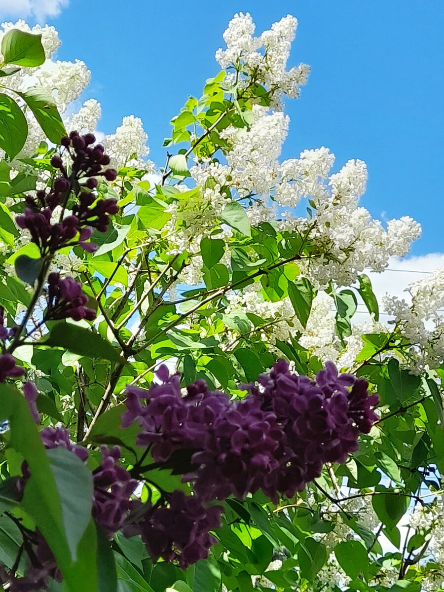 Сад Татьяны на Урале. И невозможное - возможно! Татьяна, Татьяны, только, своим, другой, участке, одной, самых, пионы, однолетних, всего, рассказ, полянки, можжевельниками, которые, будет, продолжает, анютины, цветов, места