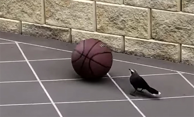 Птица решила поиграть в баскетбол и стала гонять мяч