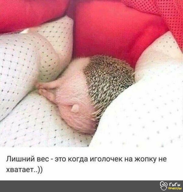 Подборка юмора, который творит чудеса с настроением 