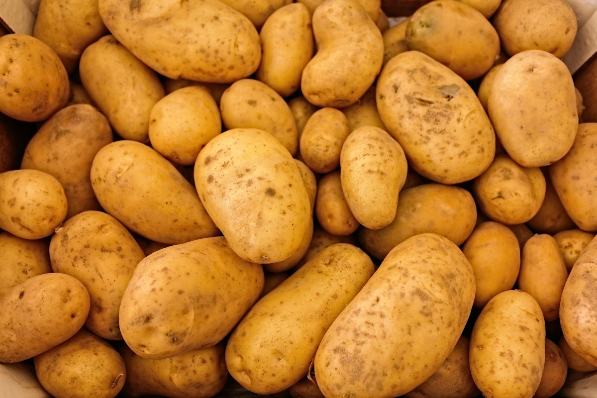 Российские дачники обеспокоены запретом выращивать картошку