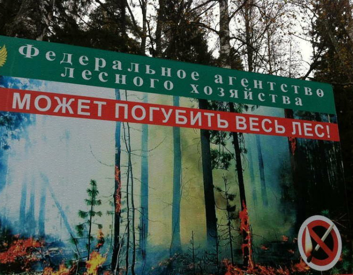 Федерация лесного хозяйства - страшная организация! | Фото: wbsh.spb.ru.