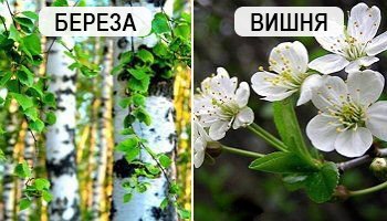 Что и когда сеять в огороде – народные приметы в помощь дачнику рассаду, грунт, открытый, время, салат, морковь, горох, свеклу, растения, редьку, картофель, зимнюю, чабрец, высаживают, перца, народные, кольраби, цветной, овощей, фасоль