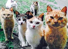 А какой породы