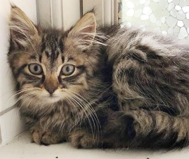 Котенок у окна