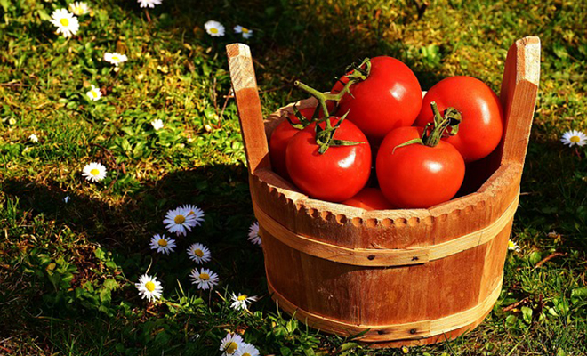 Мексиканский рабочий обманул физику: он бросал помидоры в ведре в машину, но оно само возвращалось назад Мексиканский рабочий обманул физику: он бросал помидоры в ведре в машину, но оно само возвращалось назад Культура