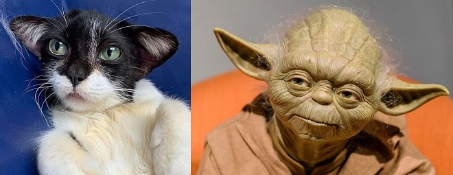 Кошка и Йода