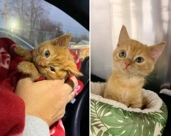 Без кота и жизнь не та