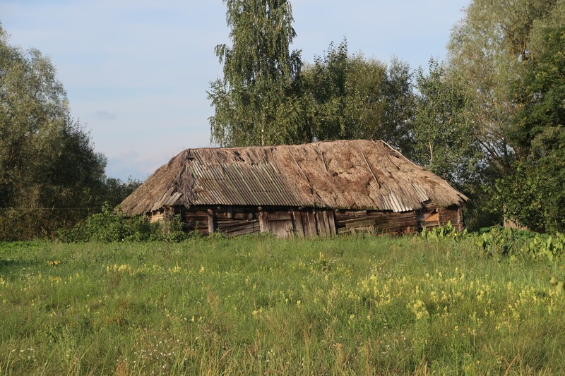 Уходящая деревня: Белорусское Полесье, Кудричи можно, Деревня, деревню, деревне, покрытые, назад, Кудричи, только, Полесье, увидеть, постройки, дороги, камышом, Кудричах, 300400, Бортничество, Сегодня, самый, старый, способ