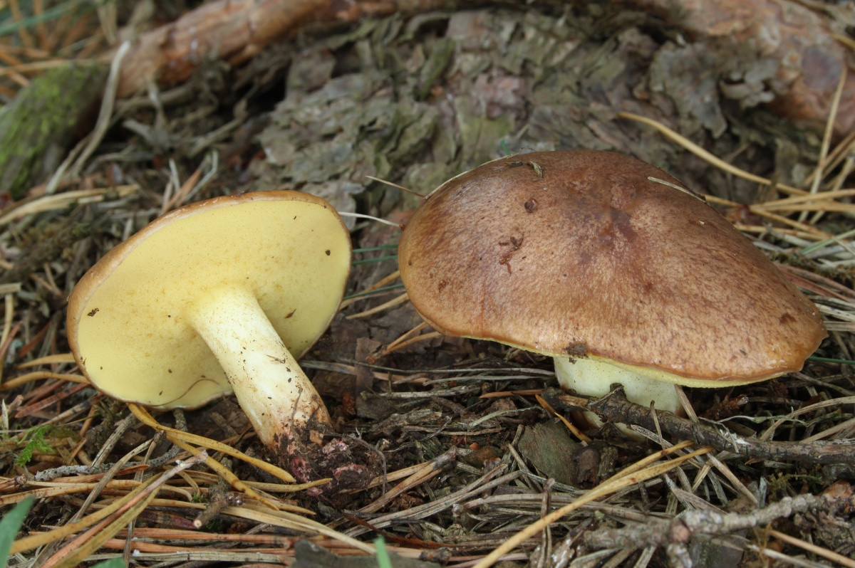 Маслята в саду — собираем, выращиваем и готовим правильно Suillus, грибы, диаметром, микоризу, маслята, может, шляпкой, маслят, почвы, сосной, грибов, шляпка, масленок, мякоть, можно, стоит, лесах, отличается, имеет, поскольку